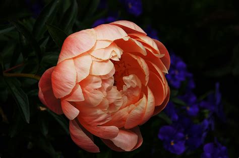 Pink Peony Flower Close Up Photography · Free Stock Photo