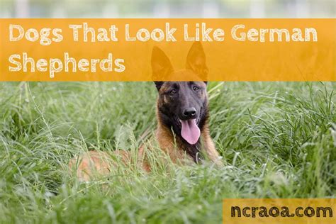10 Dogs That Look Like German Shepherds With Pictures National