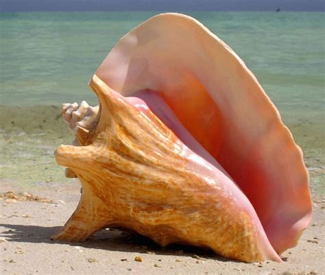 Pink Sea Shell