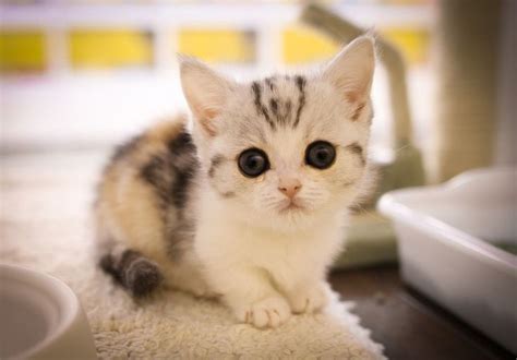 Cute Munchkin Kitten Munchkin Kitten Kittens Cutest Munchkin Cat