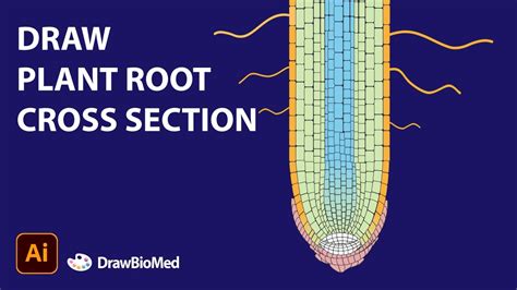 Draw Plant Root Apical Meristem Root Cross Section Scientific