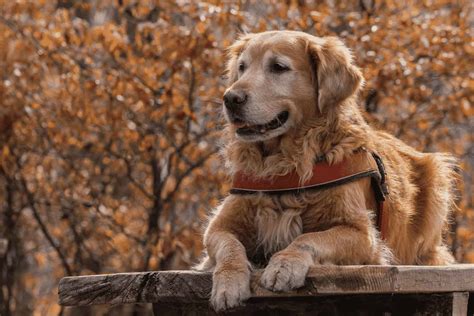 The golden retriever is one of the world's favorite family pets thanks to his outgoing personality golden retrievers have boundless energy too, making them the perfect choice of pet for a family. Golden Retriever (Charakter, Ernährung, Pflege)
