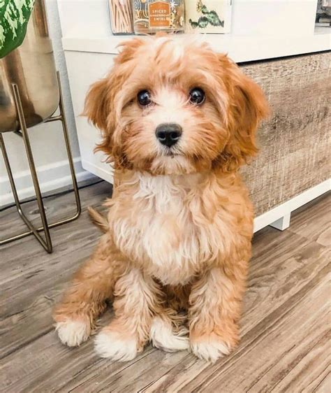 Top 7 Low Energy Hypoallergenic Dogs That Dont Shed 10 Cute Dog