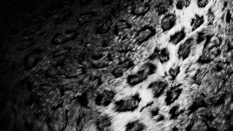 1920x1080 Fur Leopard Black And White Hide Coolwallpapersme