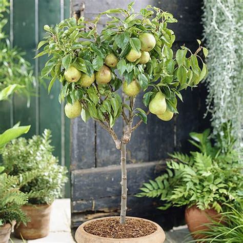 Garden Pearl Pear Patio Fruit Tree In A 75l Pot