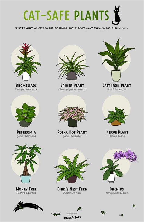 Cat Safe House Plants Cat Plants Garden Plants Safe Plants For Cats