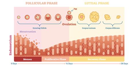 What Is Luteal Phase Of Cycle