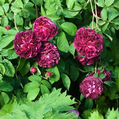 Cette variété est un hybride de rosa gallica et a reçu une récompense, l'agm (award garden merit), en 1993. Charles de Mills | Old Rose | David Austin Roses | David ...