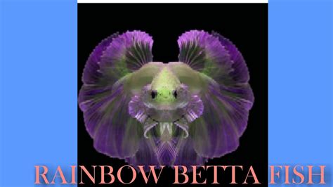 This betta sold for an incredible $1500usd. RAINBOW COLOURED BETTA ||RARE BETTA FISH ||MOST EXPENSIVE ...