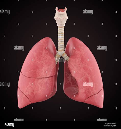 Anatomía Del Pulmón Humano Fotografía De Stock Alamy