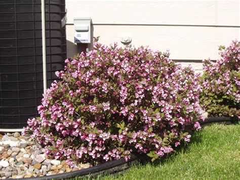Many fine shrubs, both native and cultivated are overlooked in south florida in favor of the quick solution ficus hedge. Green Value Nursery :: Deciduous Shrubs :: Weigela florida ...