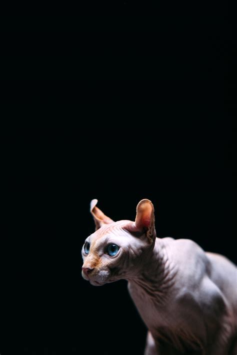 A Blue Eyed Sphynx Cat · Free Stock Photo