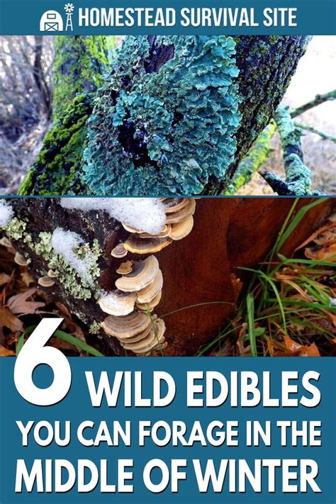 6 Wild Edibles You Can Forage In The Middle Of Winter In 2021 Wild