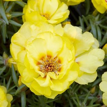 Portulaca Grandiflora Sundial Yellow Moss Rose From Garden Center