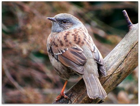 Dunnock Blends Into The Background © All Rights Reserve Flickr