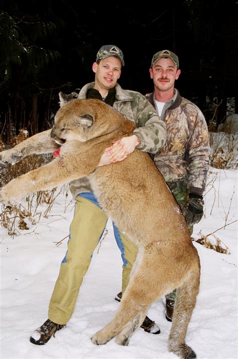 Mountain Lion And Bobcat Clark Fork Outfitters
