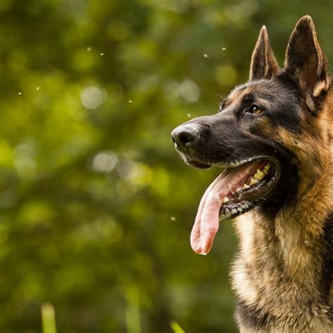 10 Latest Cool German Shepherd Pictures Full Hd 1080p For Pc Background