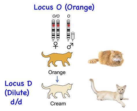 Cat Genetics 20 Colours Laboratoire De Génétique Vétérinaire