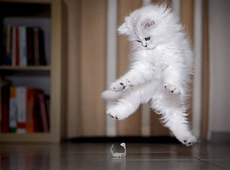 Hover Cat Rperfecttiming