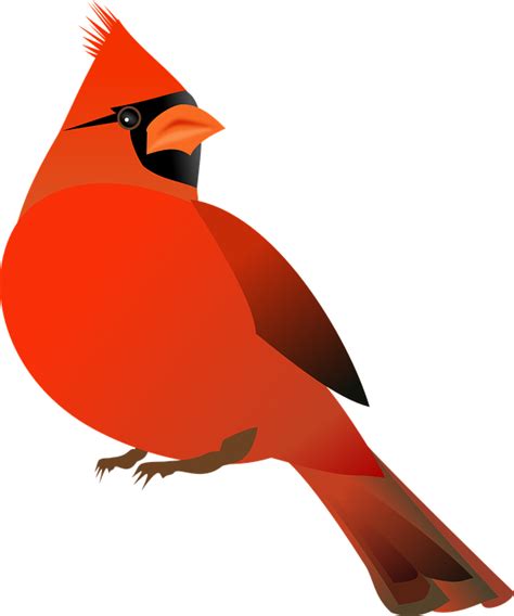 Free Cardinal Bird Png Download Free Cardinal Bird Png Png Images