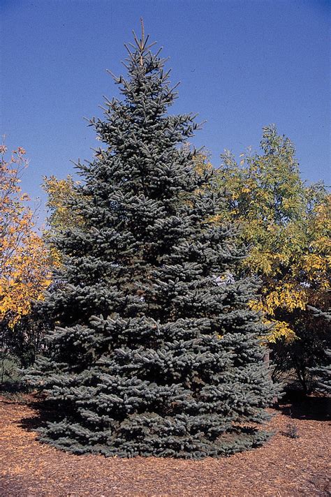 Colorado Blue Spruce Lot Of 30 Tree Seedlings