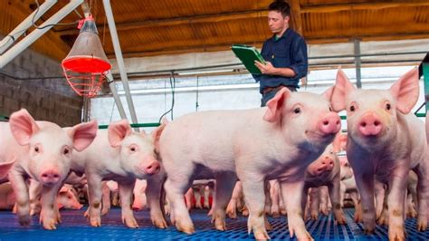 El Inta Promueve La Producción De Cerdos A Pequeña Y Mediana Escala