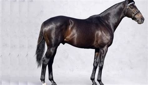 Top 10 Stand Top 10 Most Expensive Horses In The World 2014