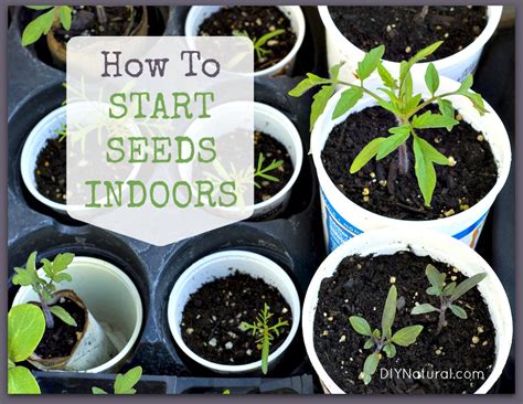 Start seeds indoors six to eight weeks prior to your final frost date to maximize the plant's blooming period before the hot weather takes hold. How To Start Seeds - Tips for Growing Indoors
