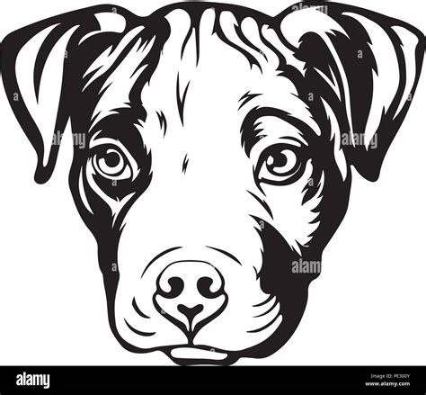 Pit Bull Pitbull Dog Dog Breed Pet Puppy Isolated Head Face Stock