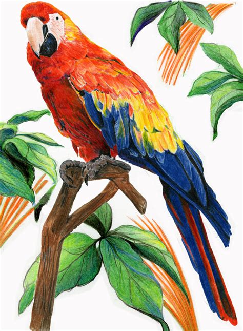 Online coloring pages for kids and parents. Diane Wright Art Journal: Colored Pencil - Birds
