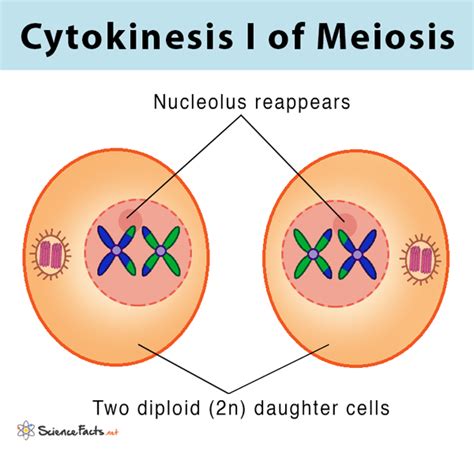 Meiosis Definition Stages And Purpose With Diagram