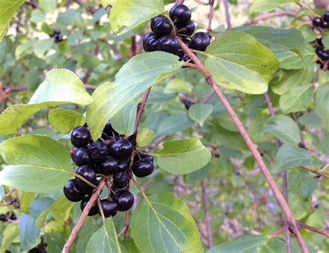 Berries For Winter A Season By A River