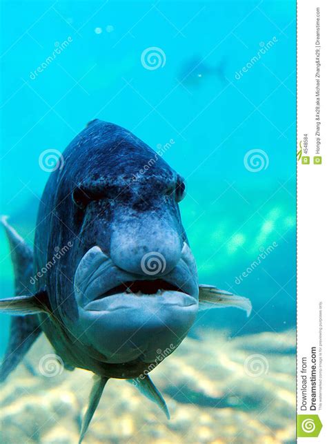 Fish Looks Like Human Face Stock Images Image 4548584