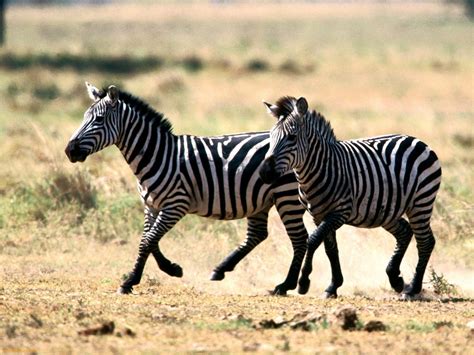 The Baby Zebra Free National Geographic Pix