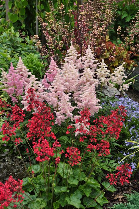 Great Perennials For Shade All Of Them Deer Resistant