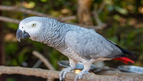 Timneh Congo African Grey Parrot Lifespan Breeds All Information A To Z