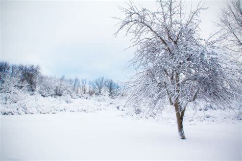 Gambar Pemandangan Outdoor Cabang Musim Dingin Putih Pagi Embun