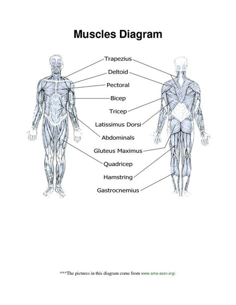 20 Free Printable Muscular System Worksheets Coo Worksheets