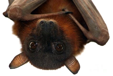 Little Red Flying Fox Hanging Out Photograph By Serena Bowles