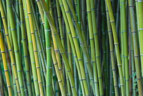 Green Bamboo Stalks Stock Image Image Of Green Ornamental 4337983