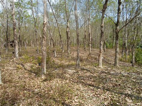 Manfaat getah daun jarak mengobati peradangan pada bagian dalam mulut perut kembung iritasi mata mengobati sakit gigi, sariawan menyembuhkan luka, kulit. REJUVENATOR: Rawatan Kering Kulit Pokok Getah di FELCRA ...