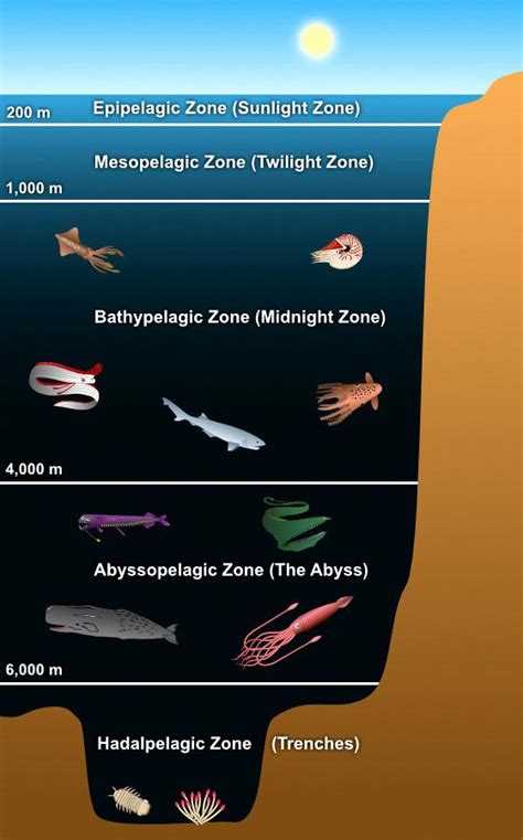 20 Facts About The Abyssal Zone And Sealife 2024