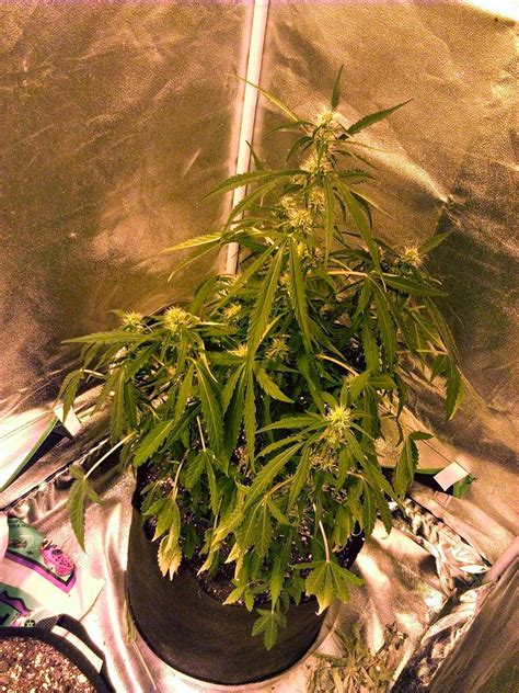 Cacti are often considered to be some of the easiest and least demanding plants to keep indoors. Underwatering Cannabis Symptoms & Solution | Grow Weed Easy