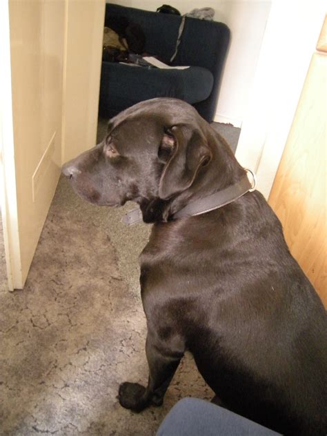 Sie dann aber in ein tierheim zu stecken, wäre schrecklich für sie. Liebenswerter Labrador Staff Mix sucht neues zuhause in ...
