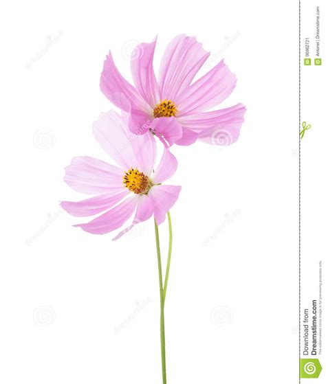 Two Light Pink Cosmos Flowers Isolated On White Background Garden