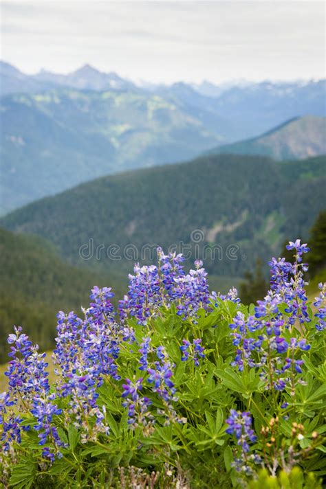 Alpine Wildflowers Stock Image Image Of Nature Park 39262849