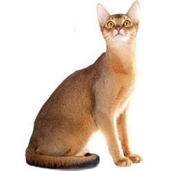 They will happily play the day away with new and interesting games or toys and when they are not playing, they are most likely showing off their athletic ability by climbing to abyssinian kittens f. Les Chroniques de Gaël: Types Morphologiques