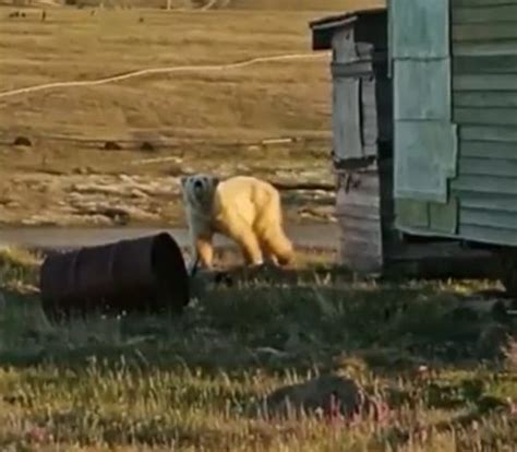 Starving Polar Bear Begs For Help After Tongue Gets Stuck In Tin Can