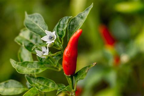 Thai Chili Plant Tips For Growing Some Spicy Flavor