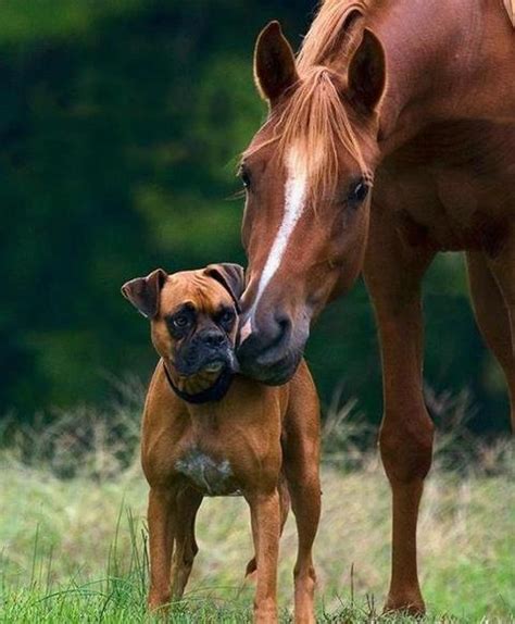 Dog And Horse Best Friends Photos Love Pinterest
